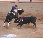 corrida et cheval