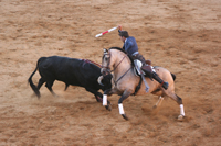corrida de bayonne